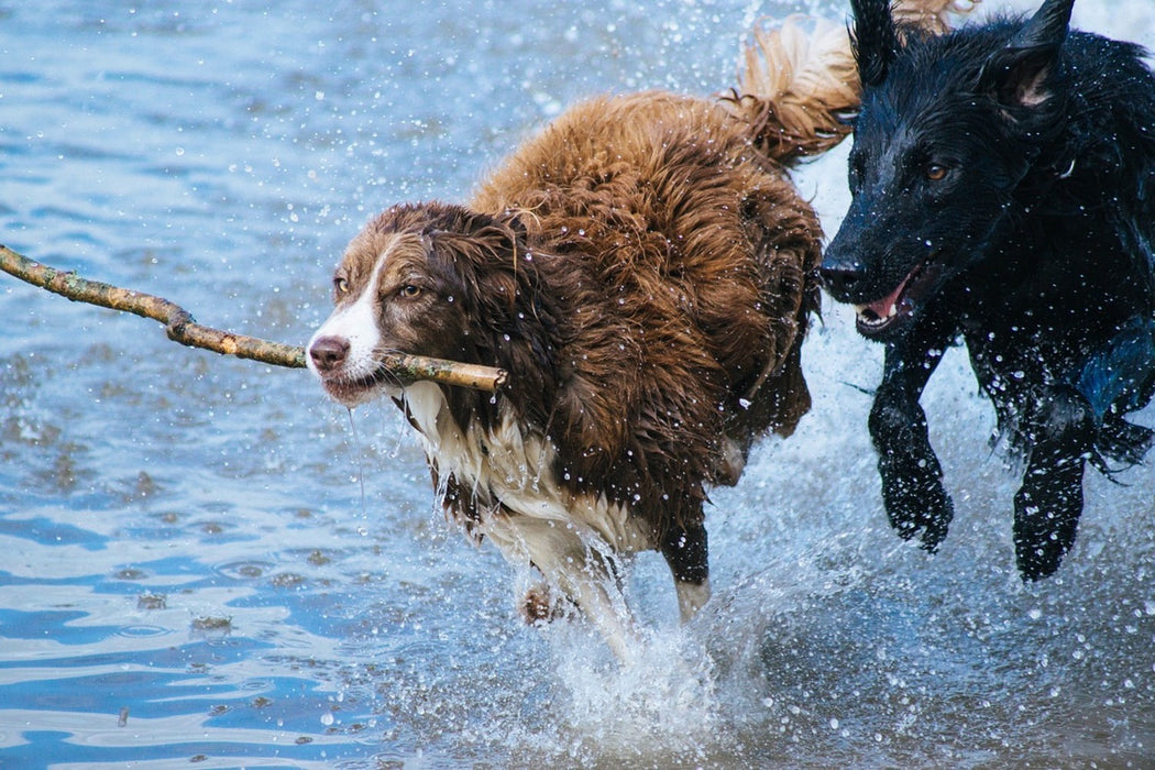 Fototapete Spielende Hunde