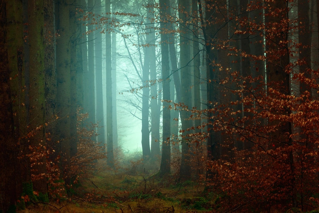 Fototapete Stimmung im Wald