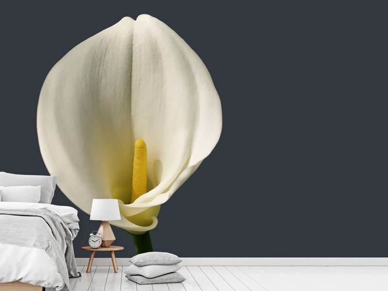 Papier peint Calla fière