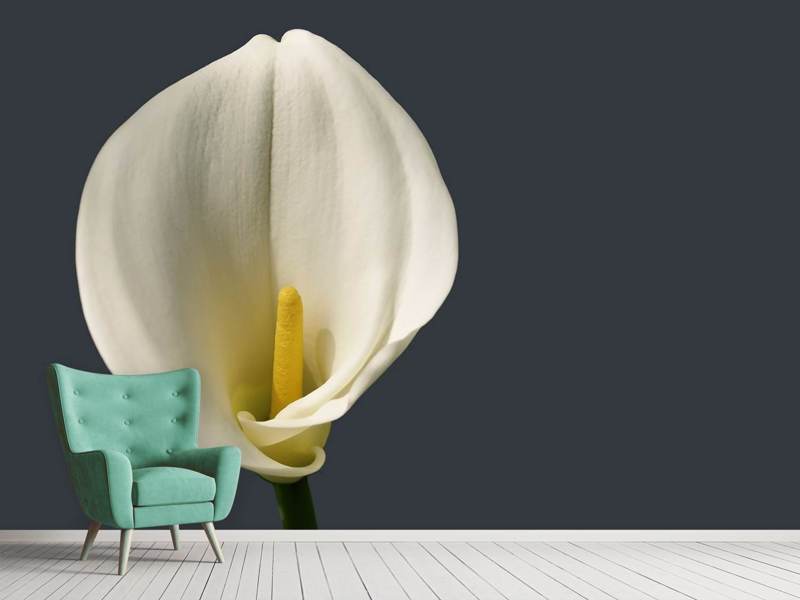 Papier peint Calla fière