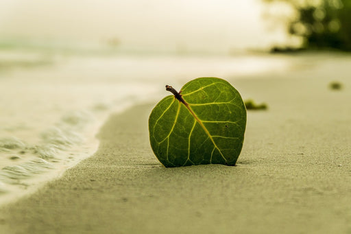 Fototapete Strand-Blatt