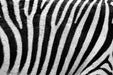 Fototapete Streifen vom Zebra