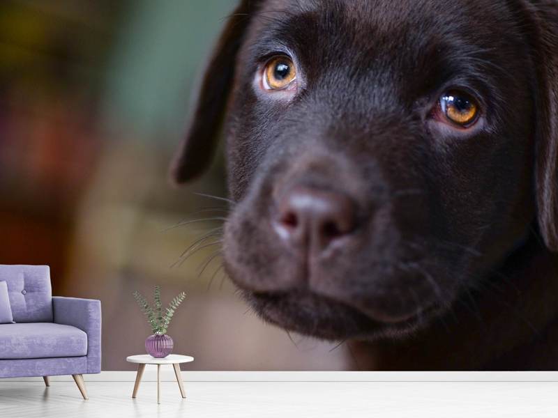 Fototapete Süsse Labrador Welpe