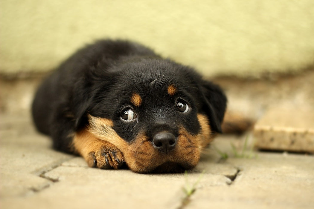 Fototapete Süsse Rottweiler Welpe