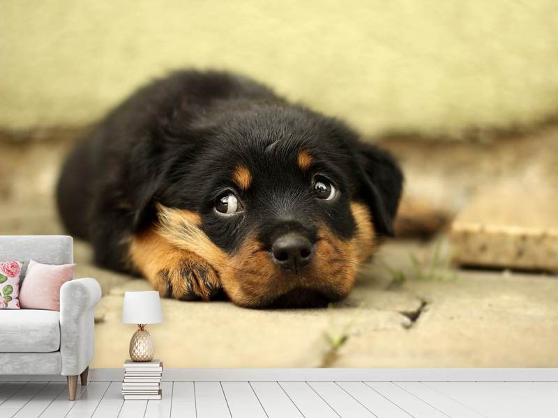 Fototapete Süsse Rottweiler Welpe