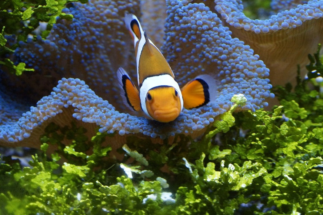 Fototapete Süsser Clownfisch