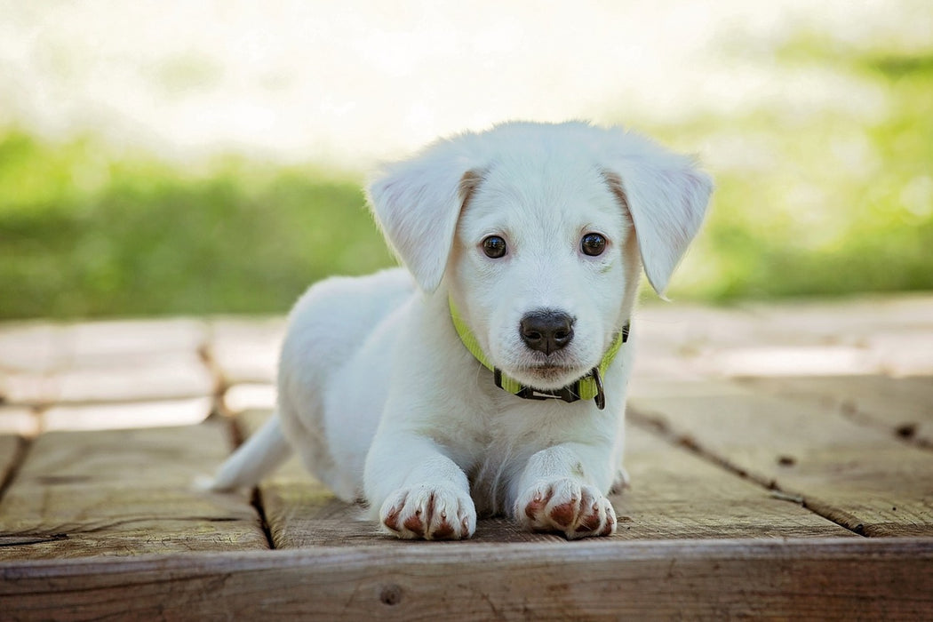 Fototapete Süsses Hunde Baby