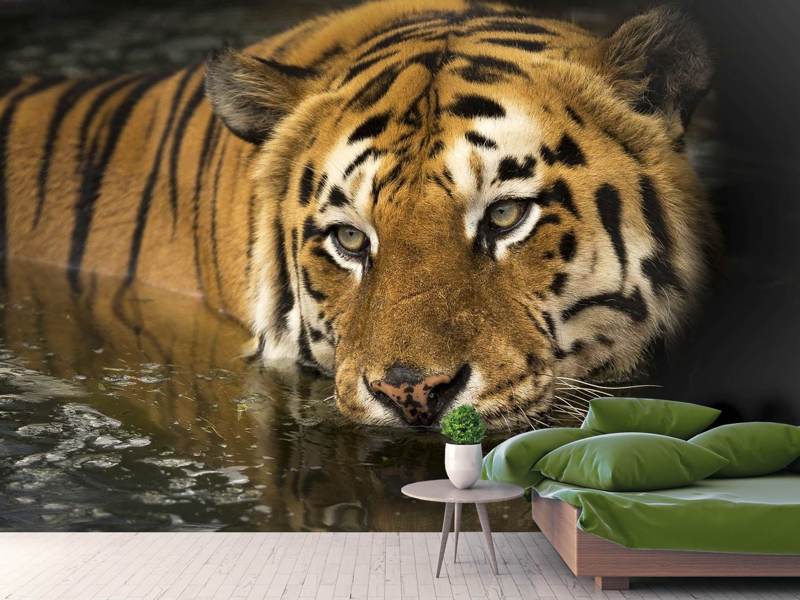 Fototapete Tiger im Wasser