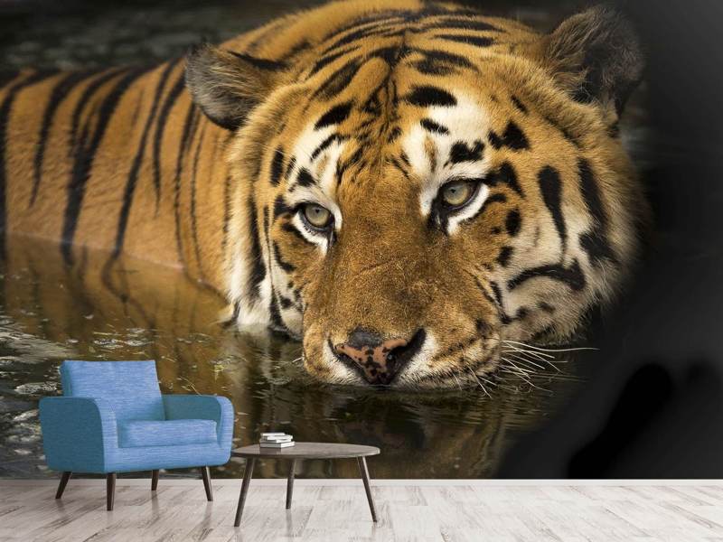 Fototapete Tiger im Wasser