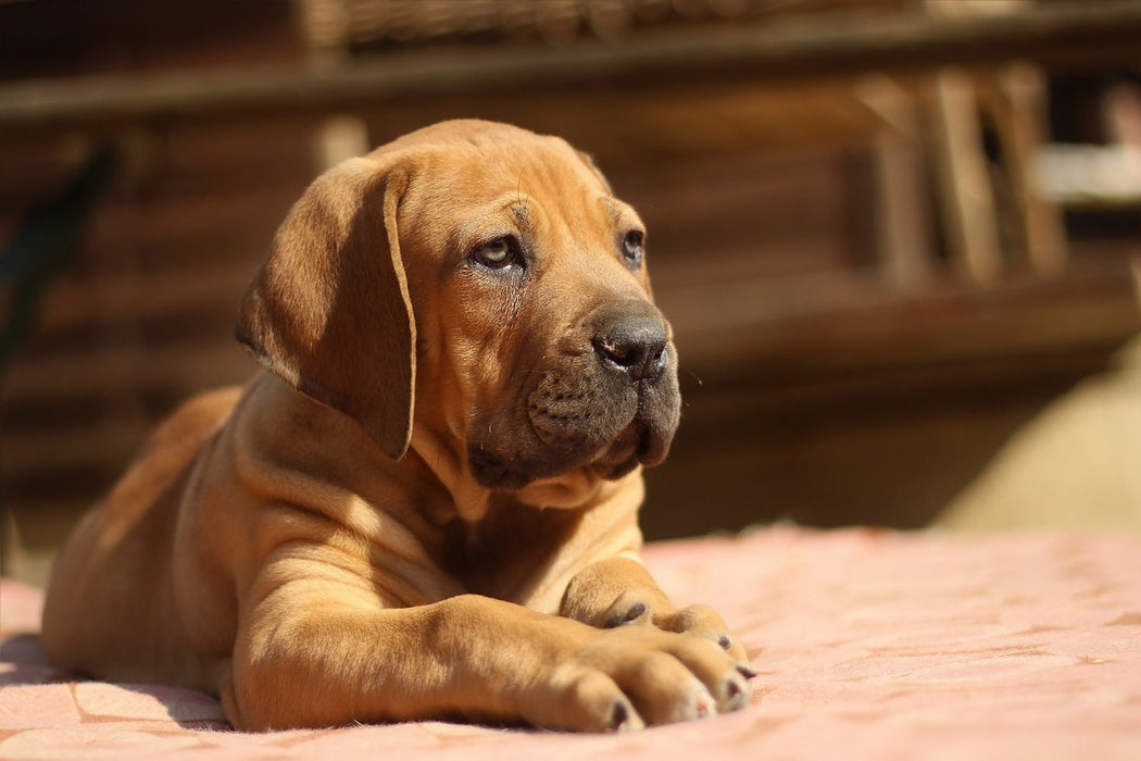 Fototapete Trauriger Hundeblick