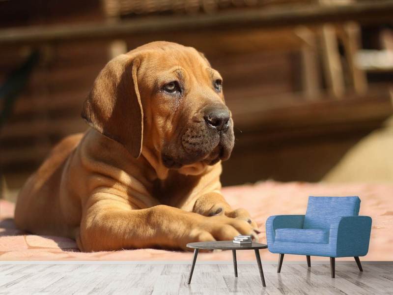 Fototapete Trauriger Hundeblick