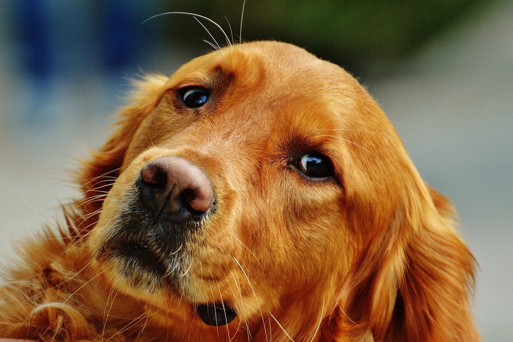 Fototapete Treuer Irish Setter