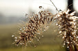 Fototapete Tropfen der Natur