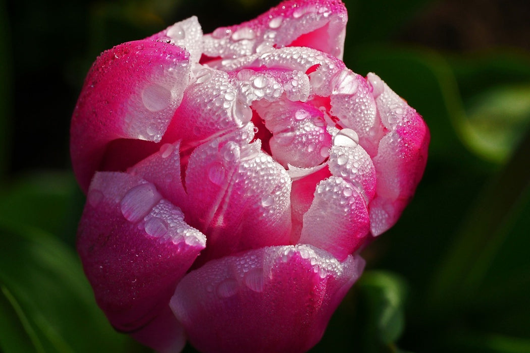 Fototapete Tulpe mit Morgentau in XL