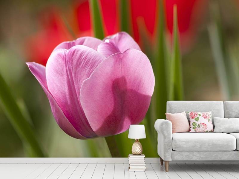 Photo wallpaper tulip pretty in pink