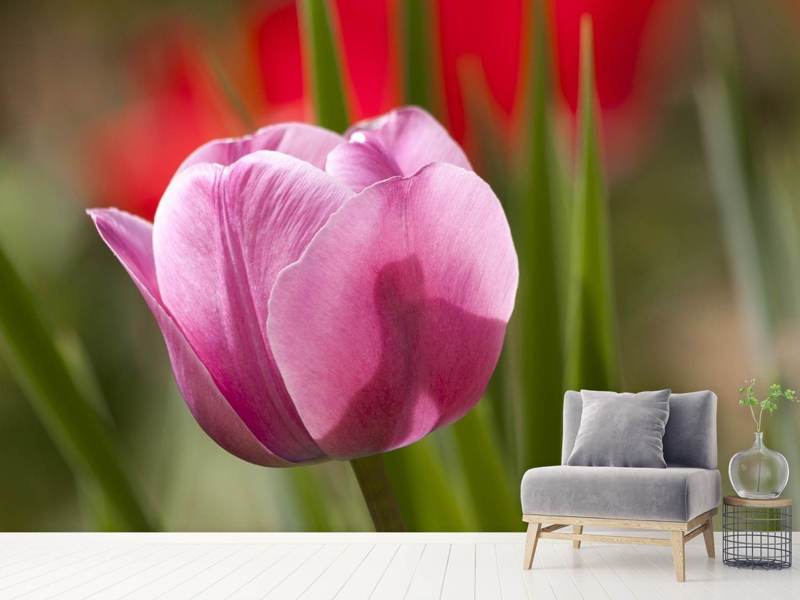 Photo wallpaper tulip pretty in pink