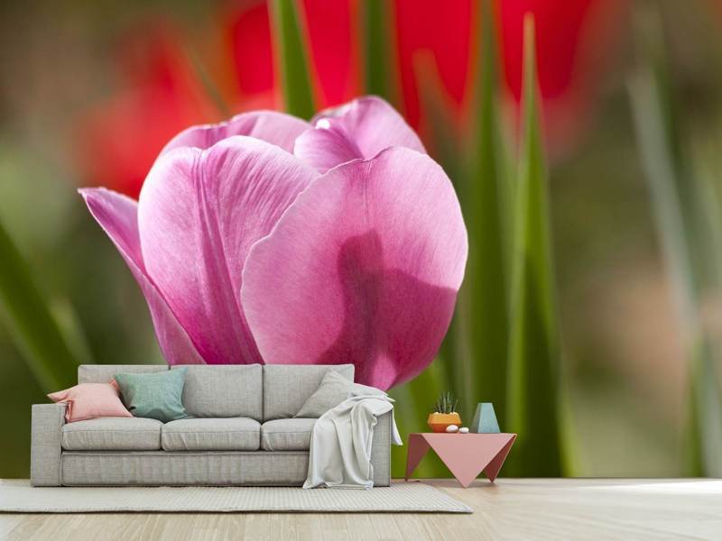 Photo wallpaper tulip pretty in pink