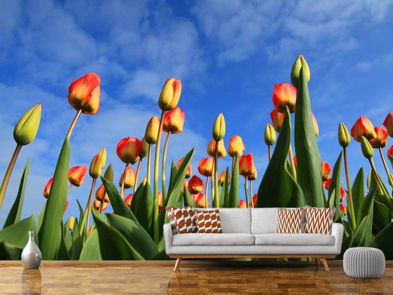 Fototapete Tulpen ragen zum Himmel