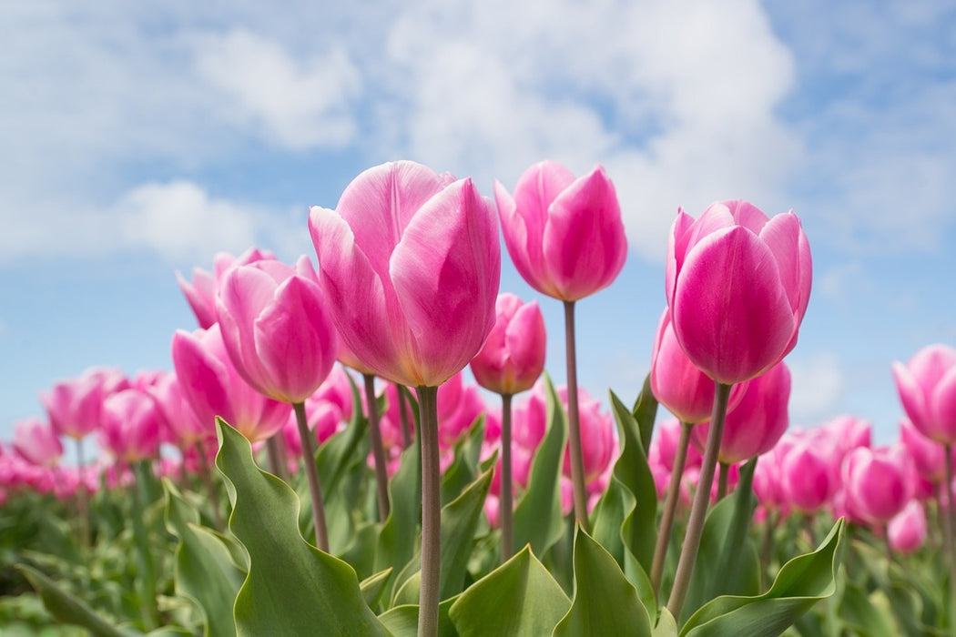 Fototapete Tulpenfeld in rosa