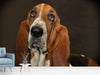 Fototapete Typisch Basset - Tag2 by Suzenna