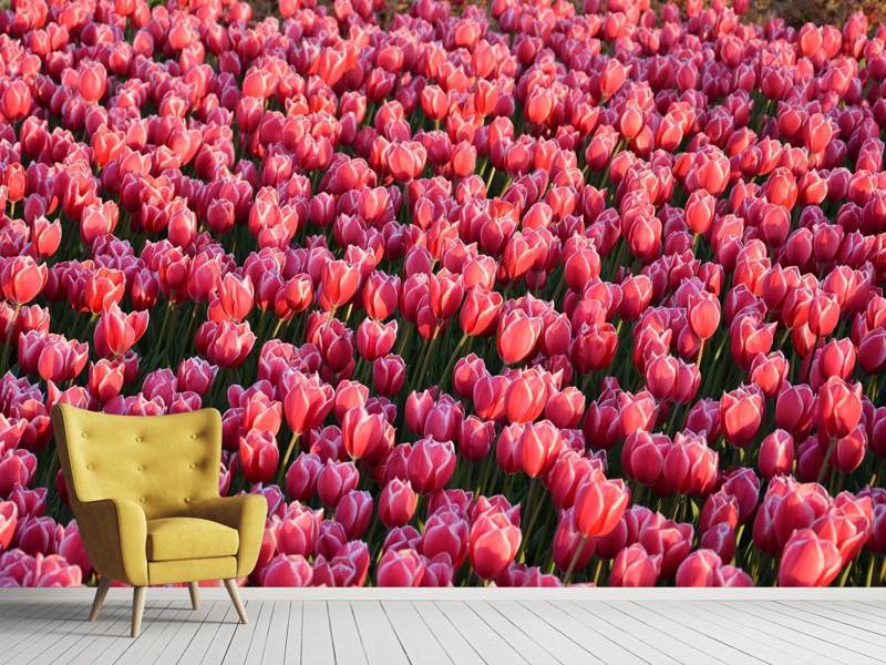 Fototapete Üppiges Tulpenfeld