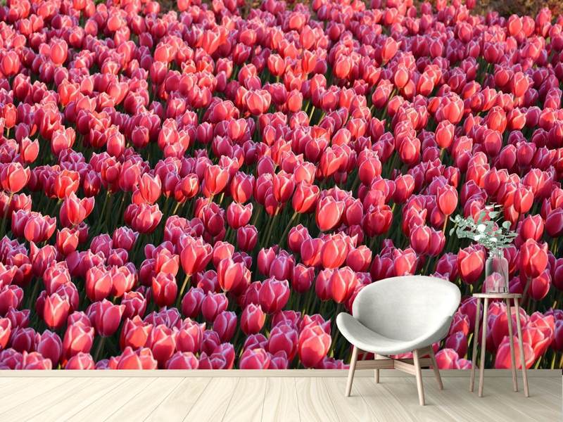 Fototapete Üppiges Tulpenfeld