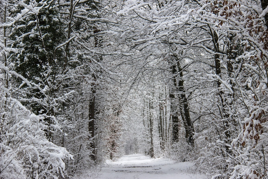 Fototapete Verzauberter Winterwald