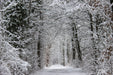 Fototapete Verzauberter Winterwald