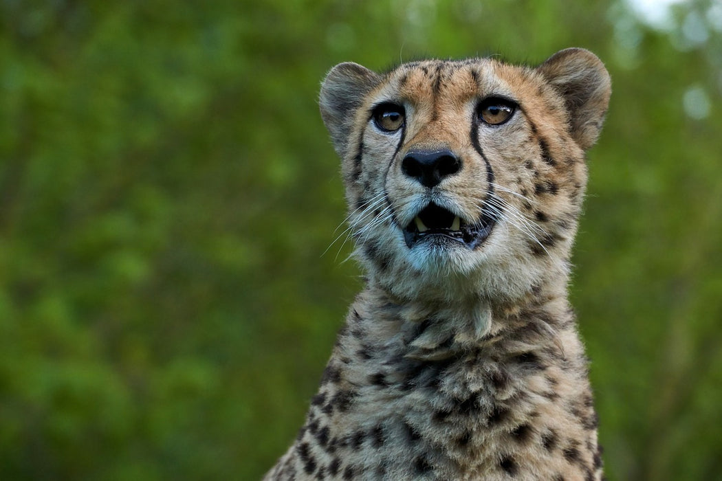 Fototapete Wachsamer Gepard