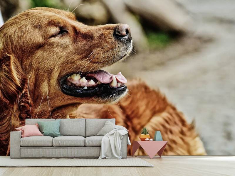 Fototapete Wachsamer Irish Setter - Tag2 by Suzenna