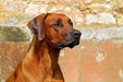 Fototapete Wachsamer Rhodesian Ridgeback