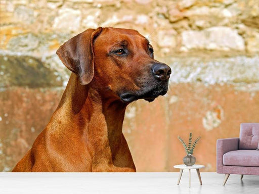 Fototapete Wachsamer Rhodesian Ridgeback - Tag2 by Suzenna