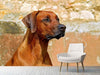 Fototapete Wachsamer Rhodesian Ridgeback - Tag2 by Suzenna