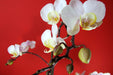 Fototapete Weisse Orchideen auf roter Wand