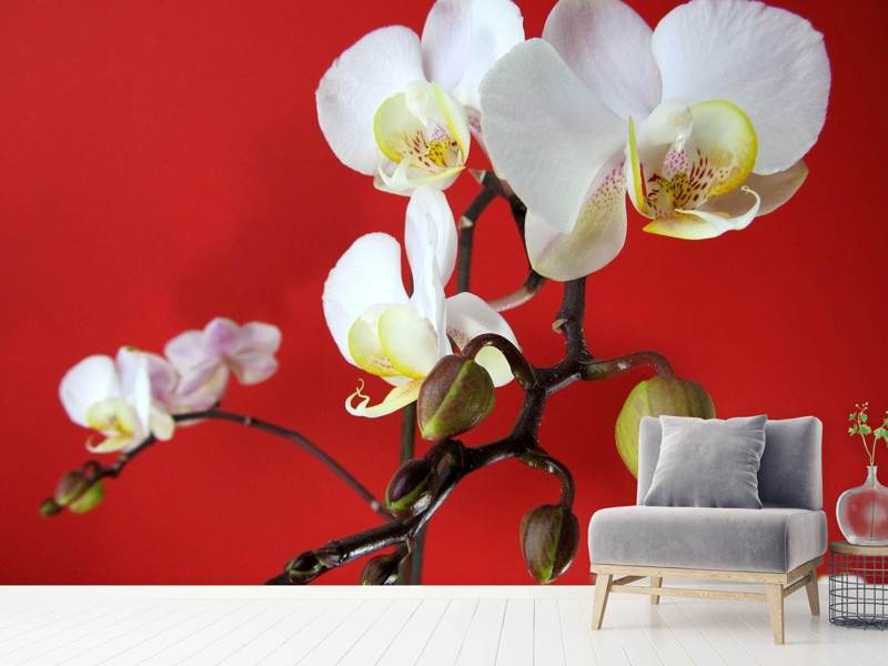 Fototapete Weisse Orchideen auf roter Wand - Tag2 by Suzenna