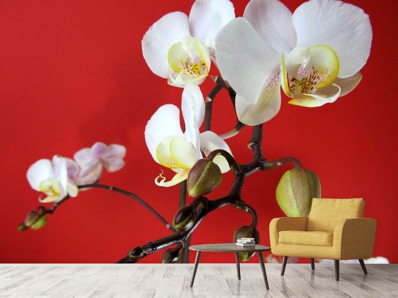 Fototapete Weisse Orchideen auf roter Wand - Tag2 by Suzenna