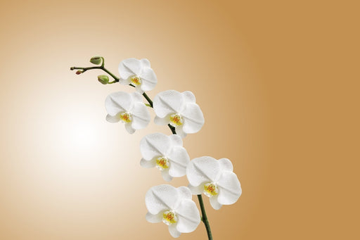 Fototapete Weisse Orchideen XL