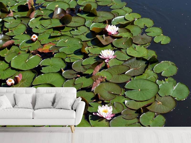 Wall mural White water lilies in the pond