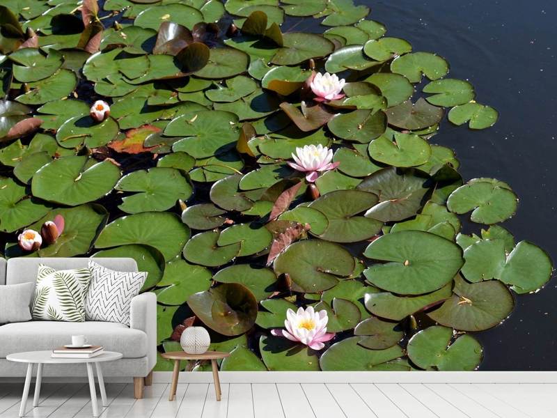 Wall mural White water lilies in the pond