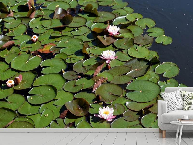 Wall mural White water lilies in the pond