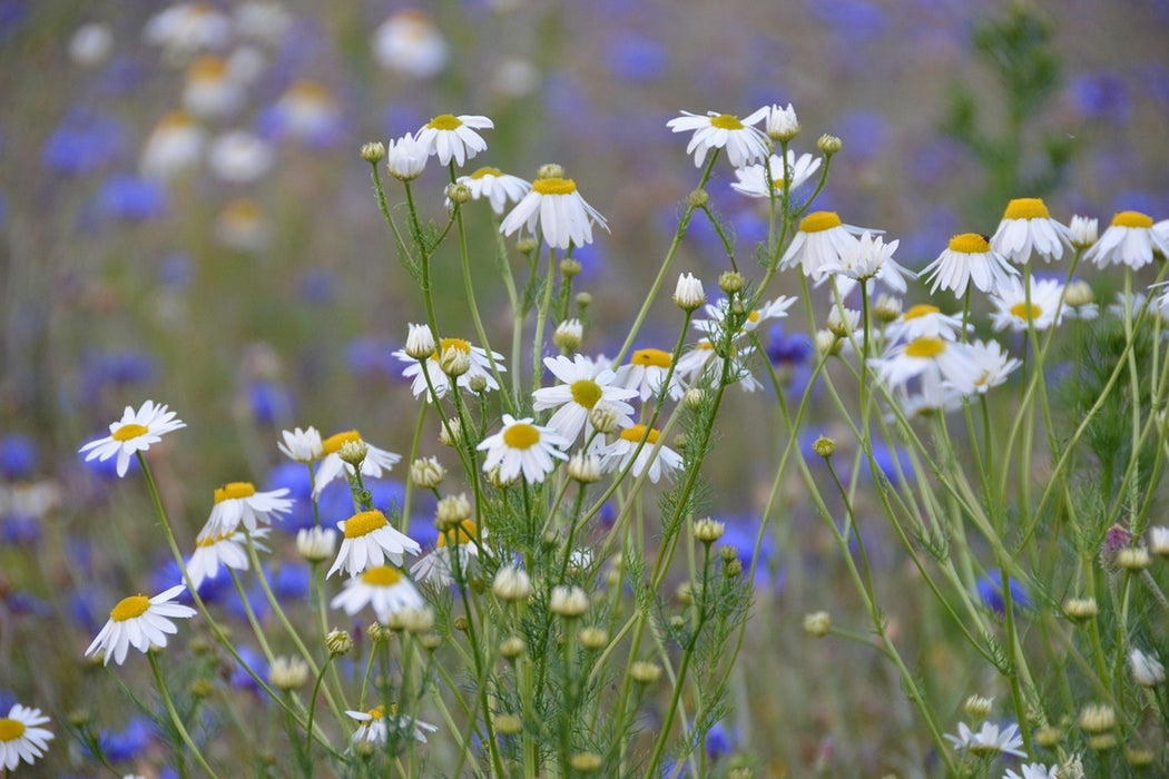 Fototapete Wilde Blumenwiese