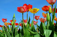 Fototapete Wilde Tulpen