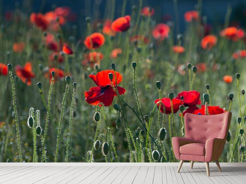 Fototapete Wilder Mohn - Tag2 by Suzenna