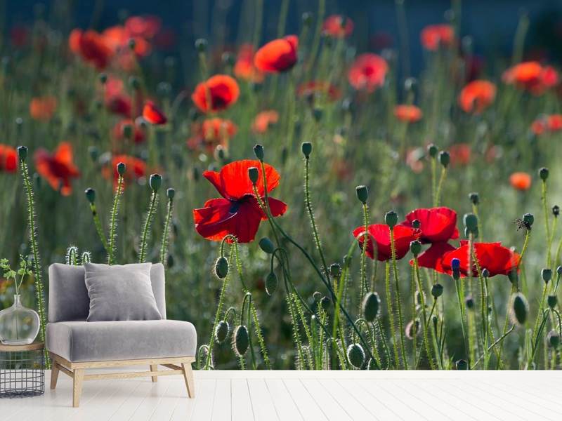 Fototapete Wilder Mohn - Tag2 by Suzenna