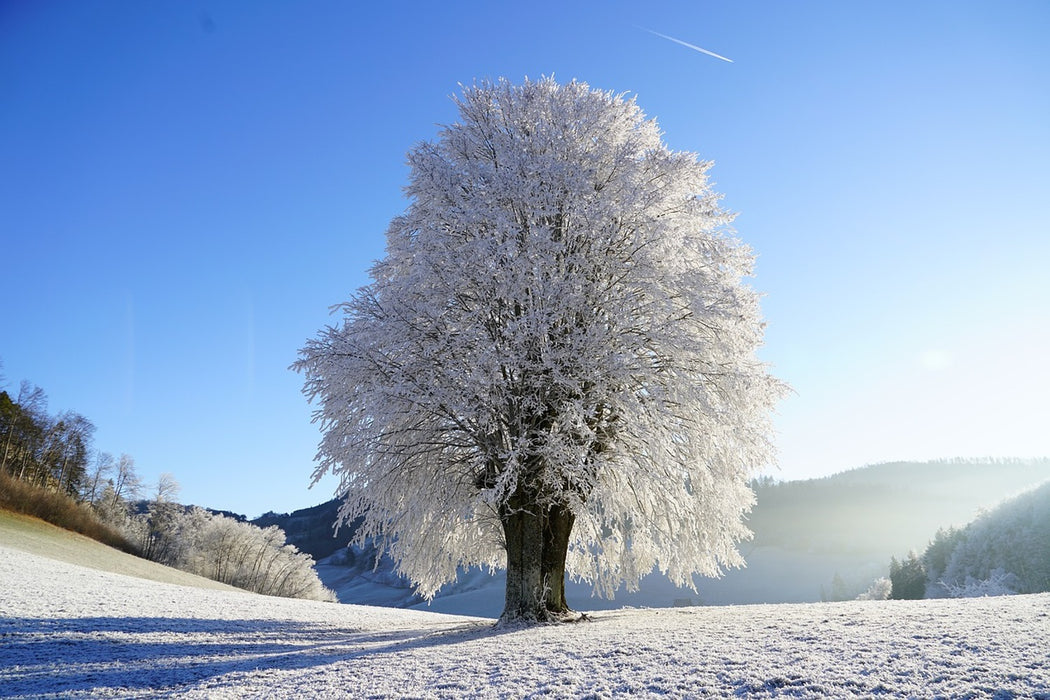 Fototapete Winter Märchen