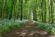 Fototapete Wir lieben den Sommer im Wald