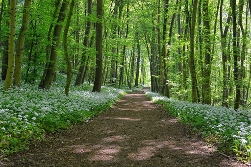 Fototapete Wir lieben den Sommer im Wald