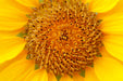 Fototapete Wunderschöne Knospen der Sonnenblume