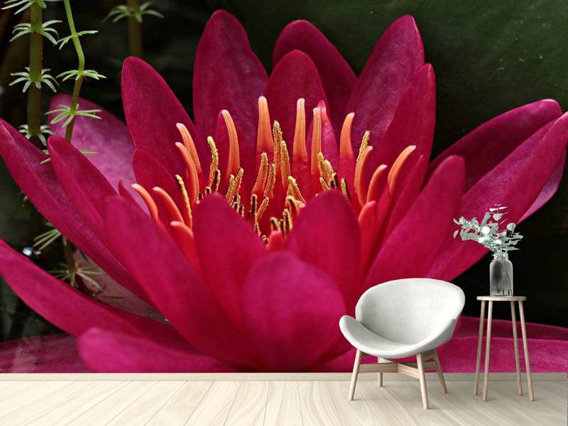 Wall Mural Wonderful water lily