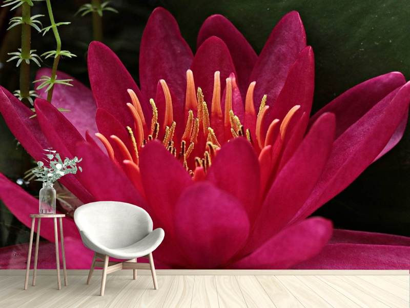 Wall Mural Wonderful water lily